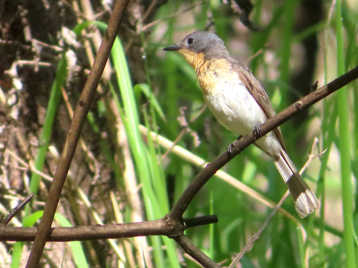 Leaden Flycatcher - Paul Dobbie