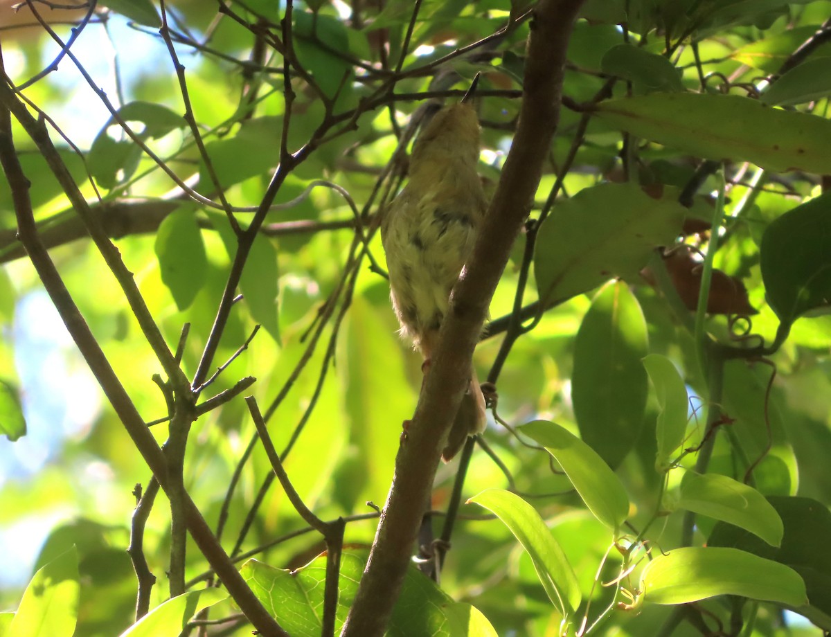 Large-billed Scrubwren - ML612771836