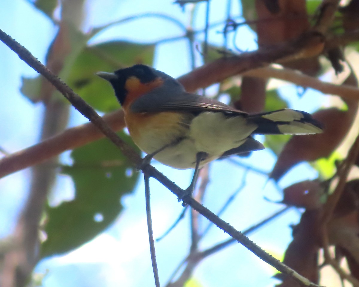 Spectacled Monarch - ML612771879