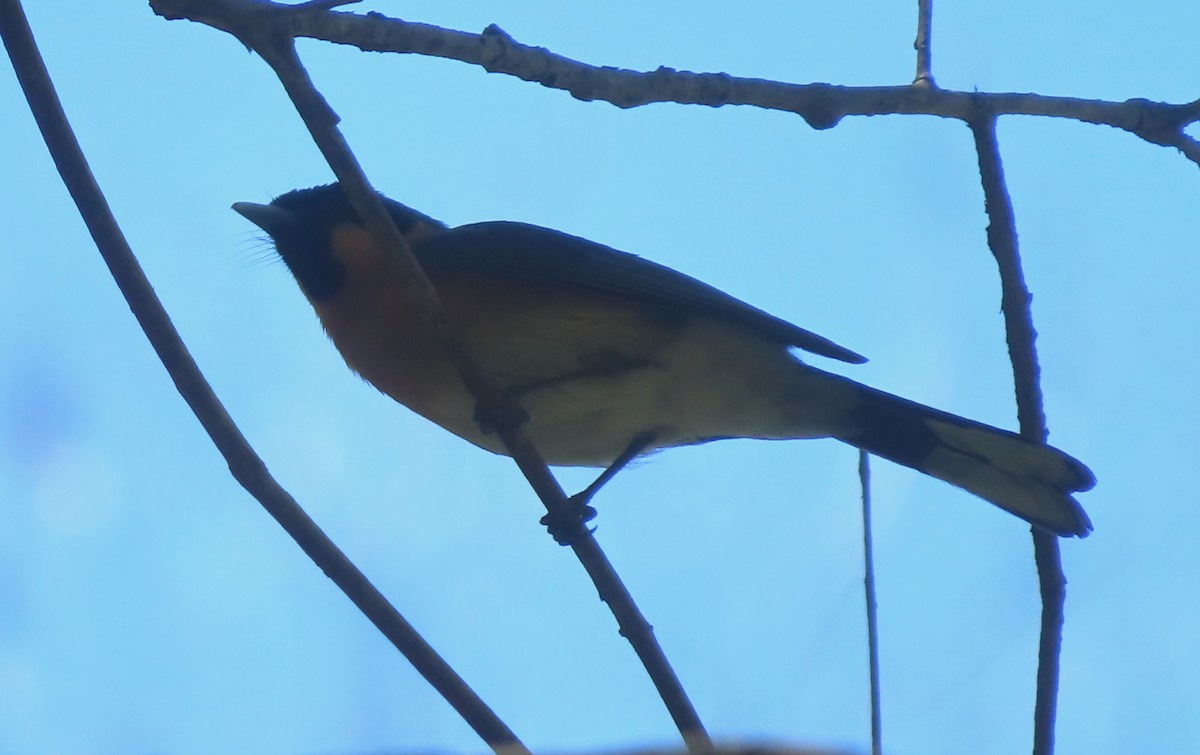 Spectacled Monarch - ML612771892
