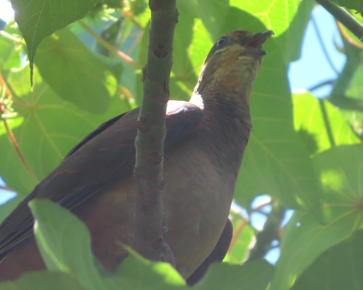 Brown Cuckoo-Dove - ML612771919