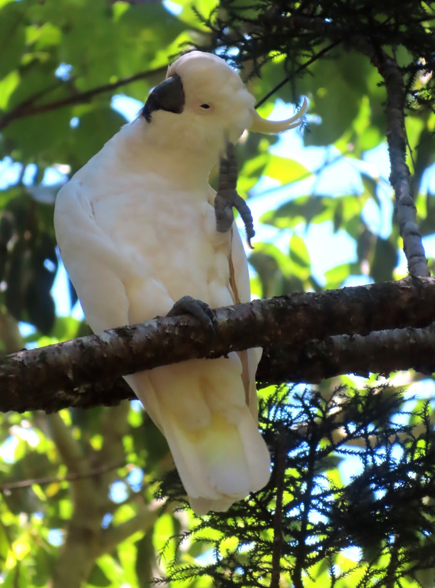 Sulphur-crested Cockatoo - ML612771928