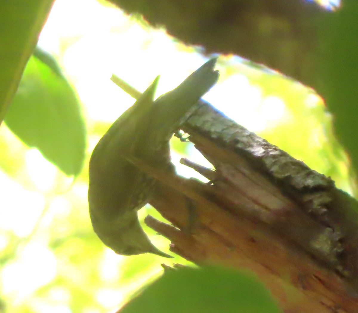 White-throated Treecreeper - ML612771936