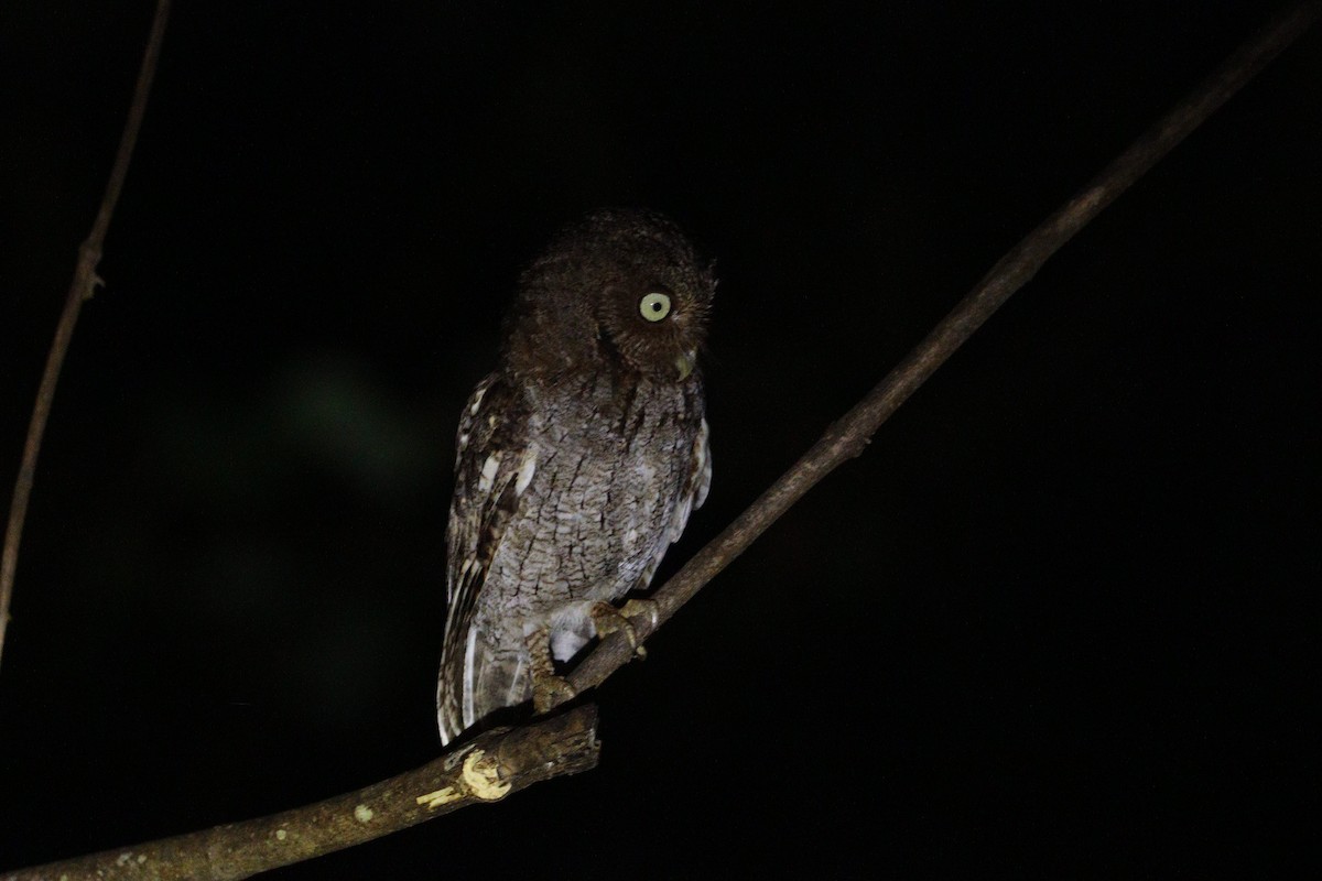 Middle American Screech-Owl - ML612771942