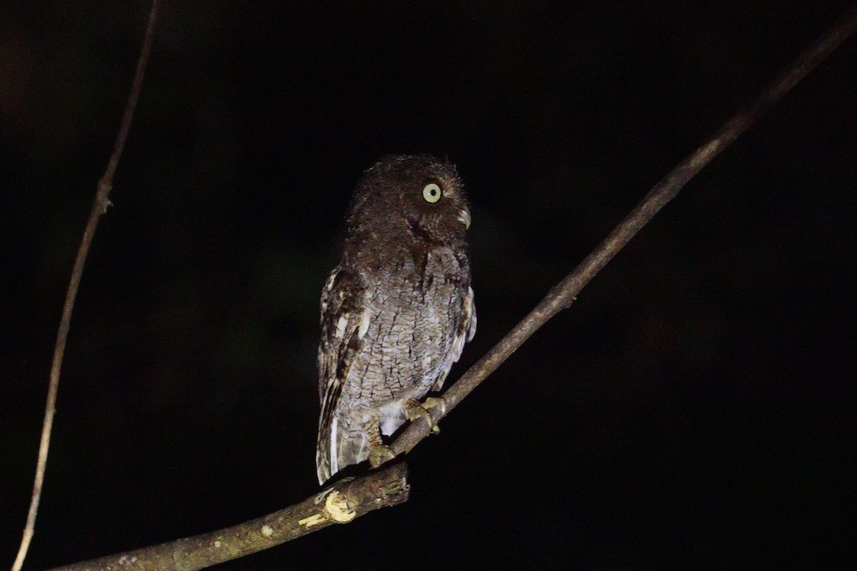 Middle American Screech-Owl - ML612771943