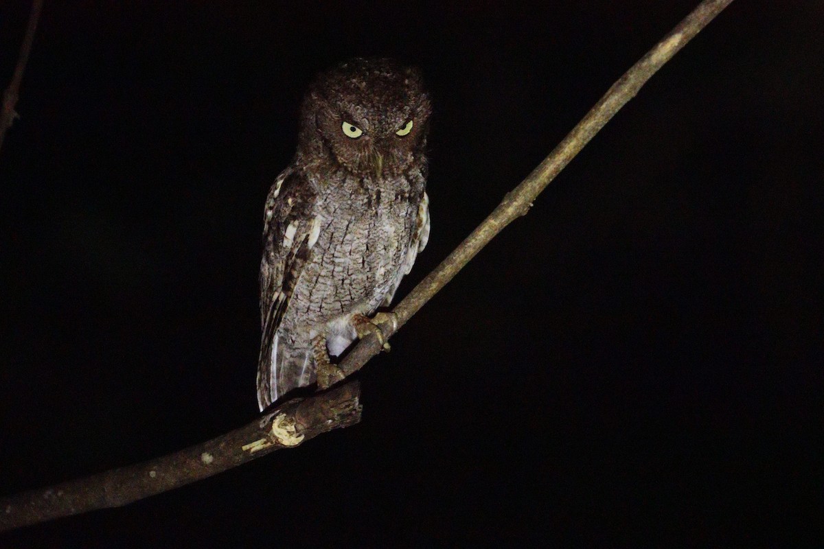 Middle American Screech-Owl - ML612771944