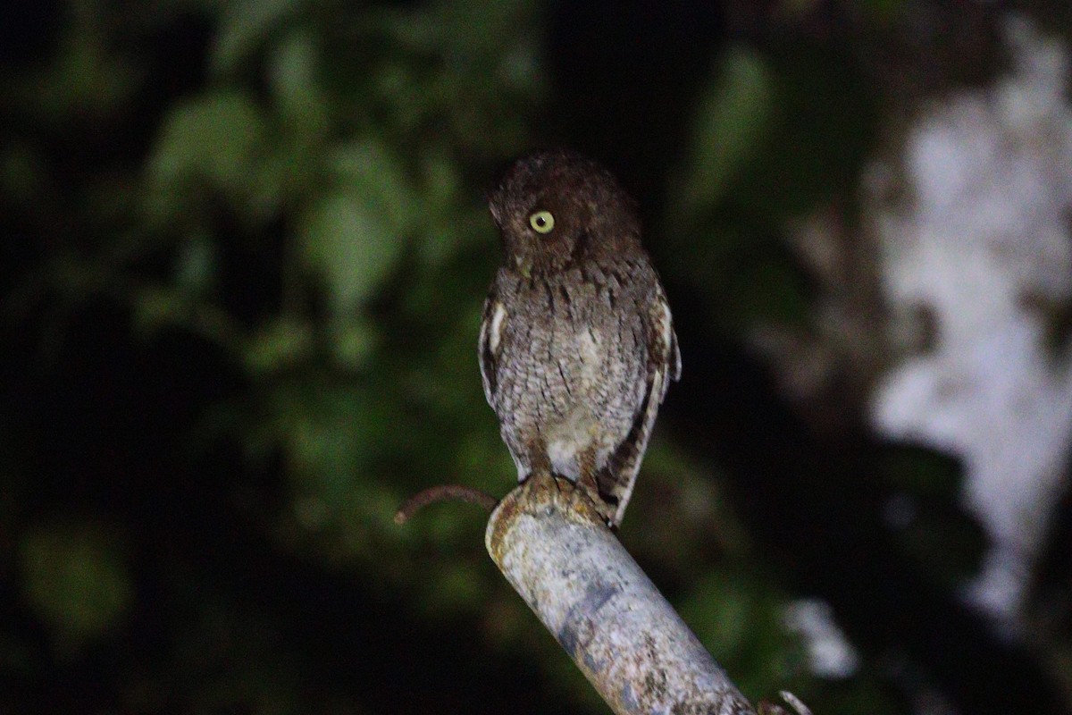 Middle American Screech-Owl - ML612771945