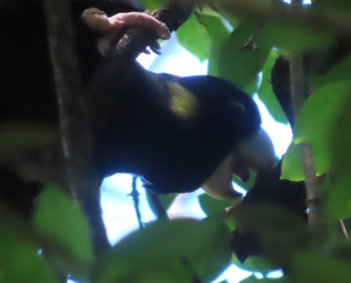 Yellow-tailed Black-Cockatoo - ML612771950