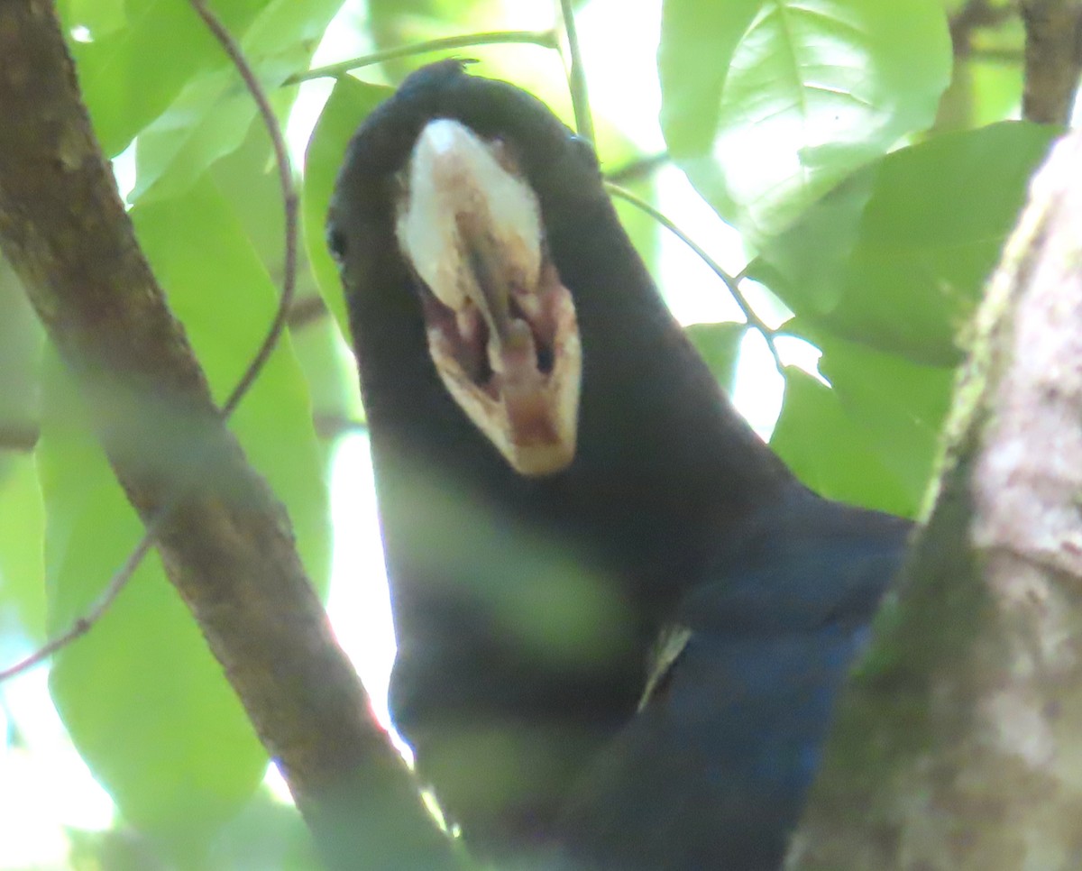 Yellow-tailed Black-Cockatoo - ML612771954