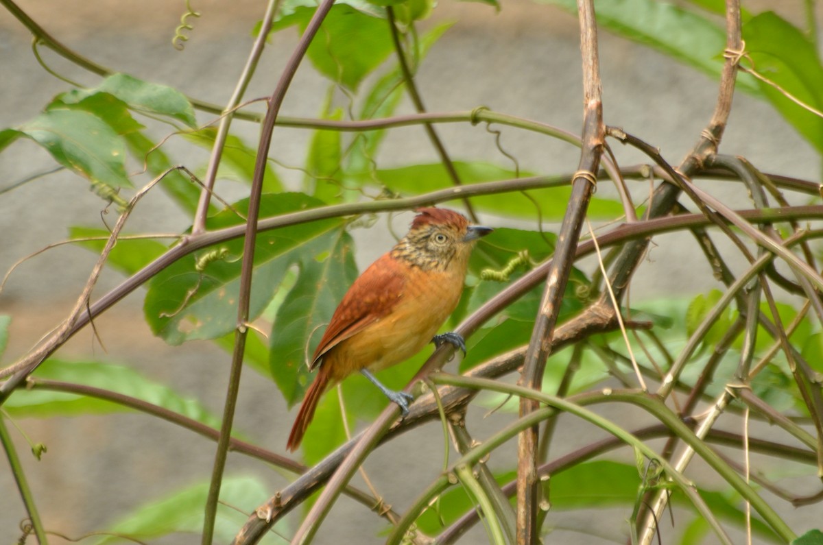 Barred Antshrike (Barred) - ML612771960