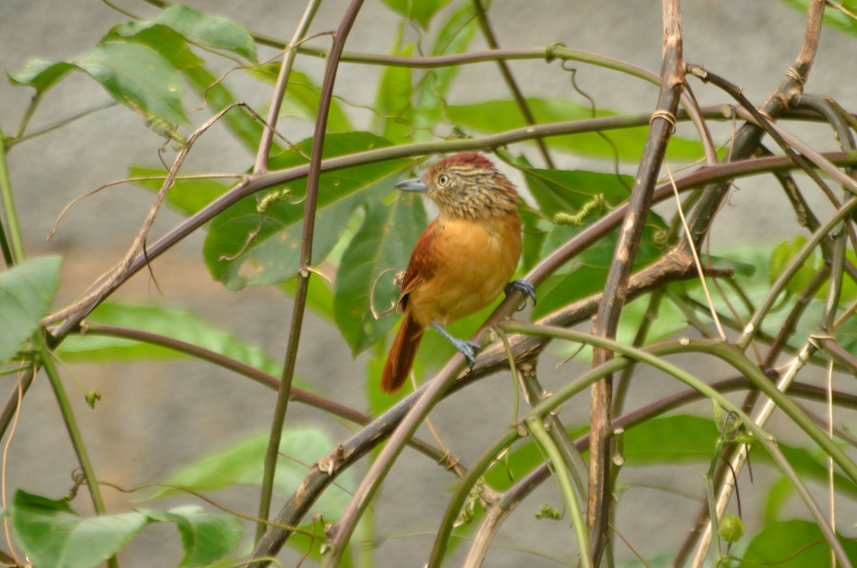 Barred Antshrike (Barred) - ML612771962