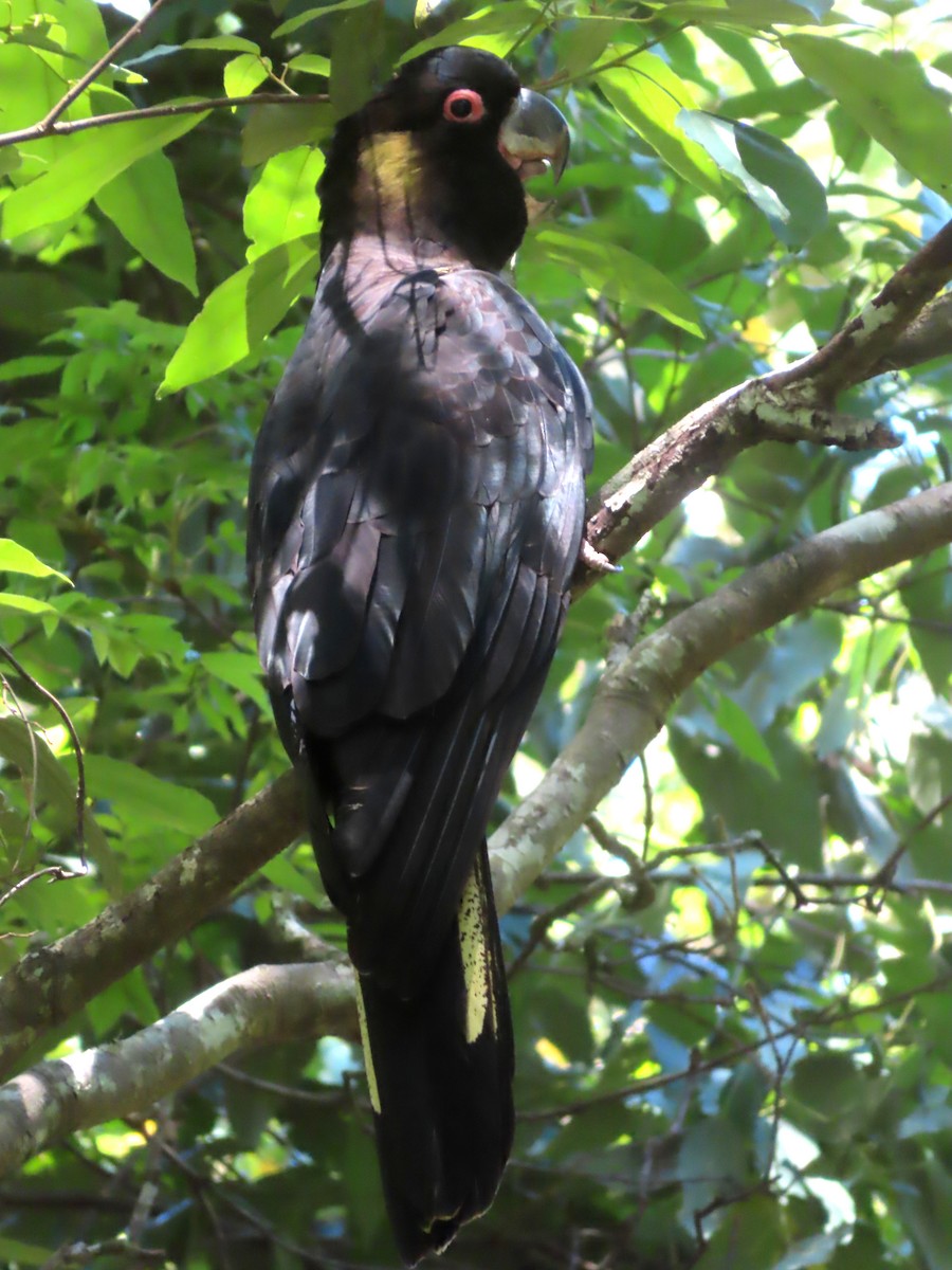 Yellow-tailed Black-Cockatoo - ML612771965