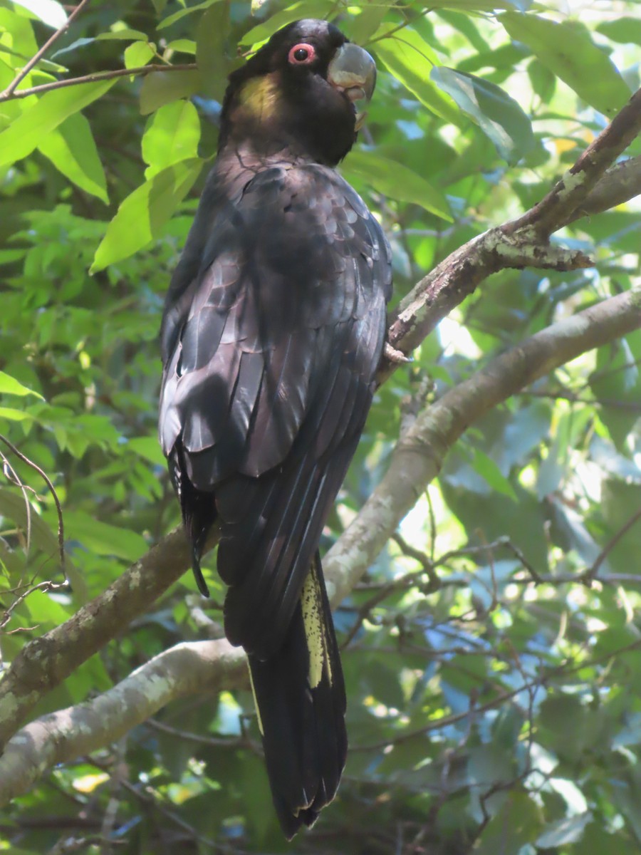 Yellow-tailed Black-Cockatoo - ML612771978