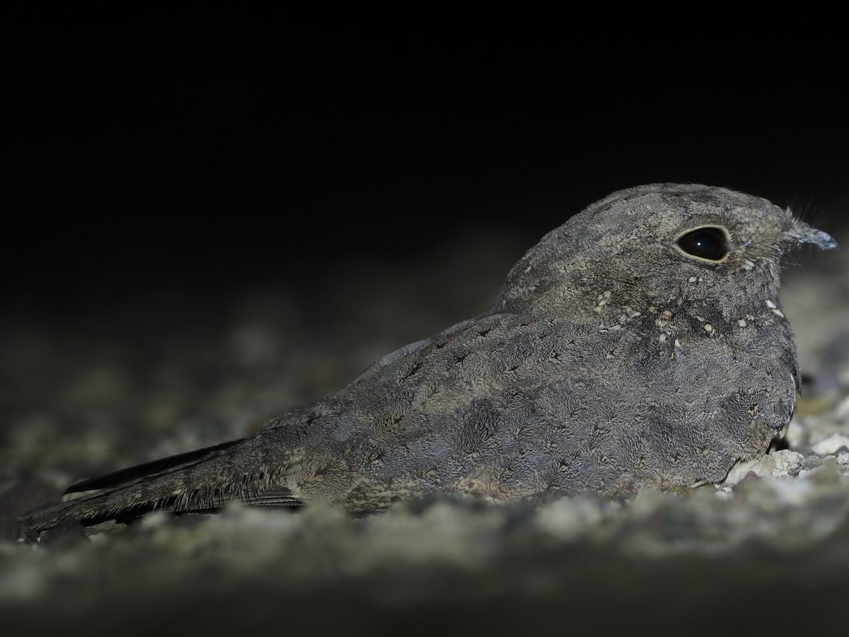 Star-spotted Nightjar - ML612772032