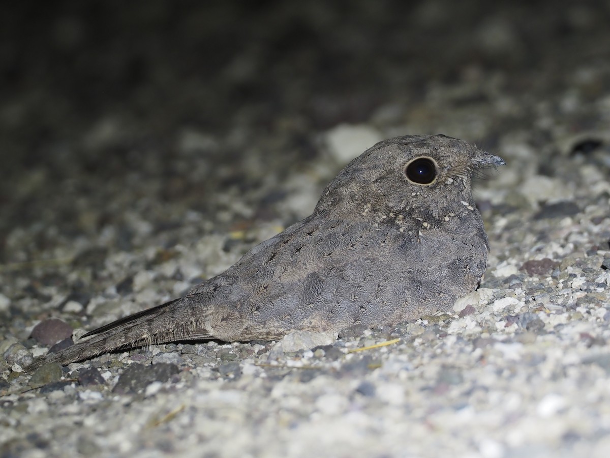 Star-spotted Nightjar - ML612772042