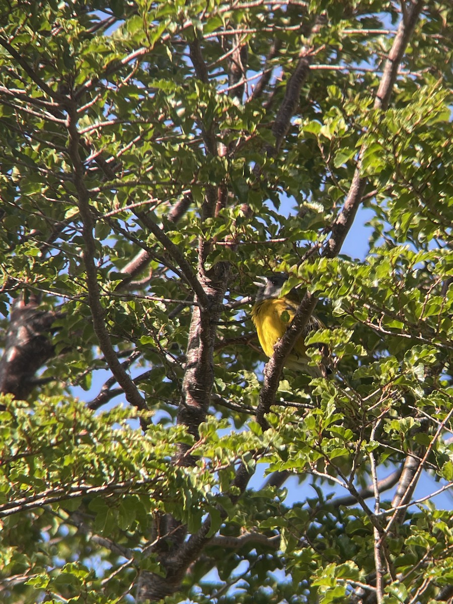 Gray-hooded Sierra Finch - ML612772044