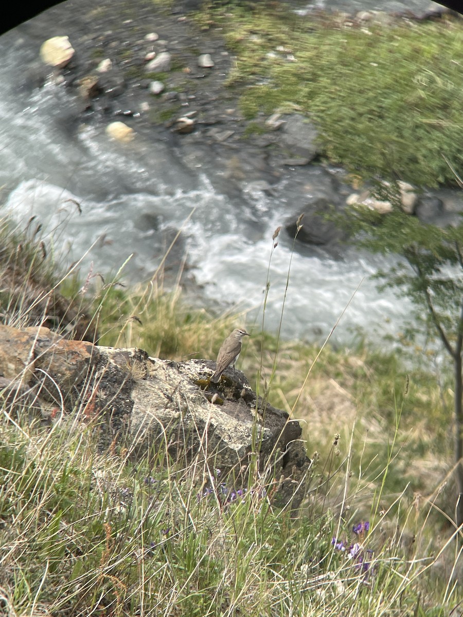 White-browed Ground-Tyrant - ML612772051