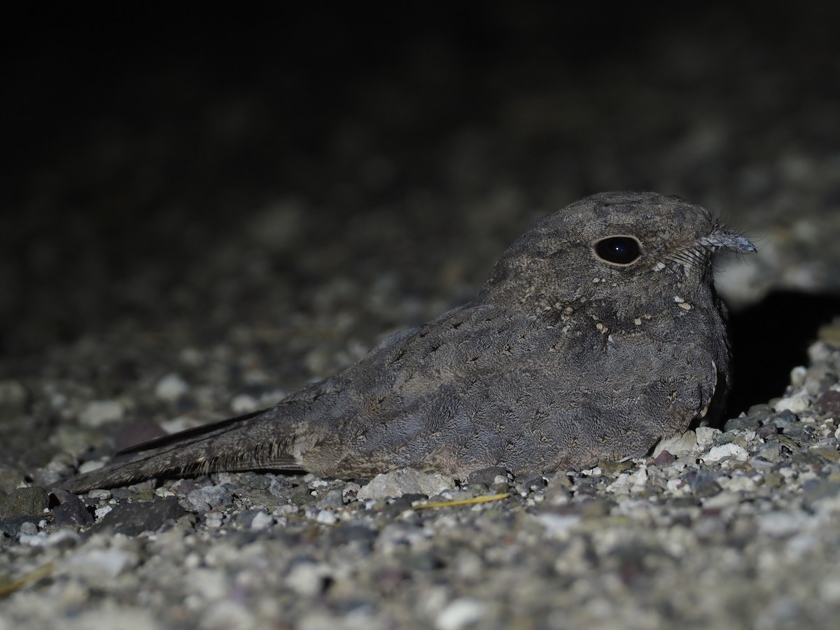 Star-spotted Nightjar - ML612772109