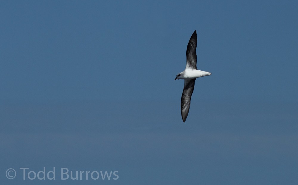 White-headed Petrel - ML61277211