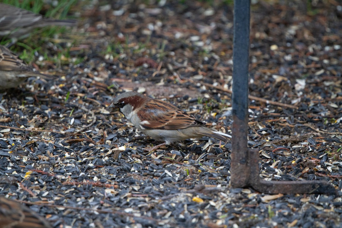 House Sparrow - Cedar Cunningham