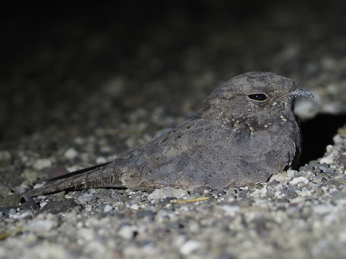 Star-spotted Nightjar - ML612772121