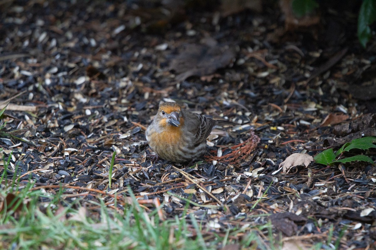 House Finch - ML612772122