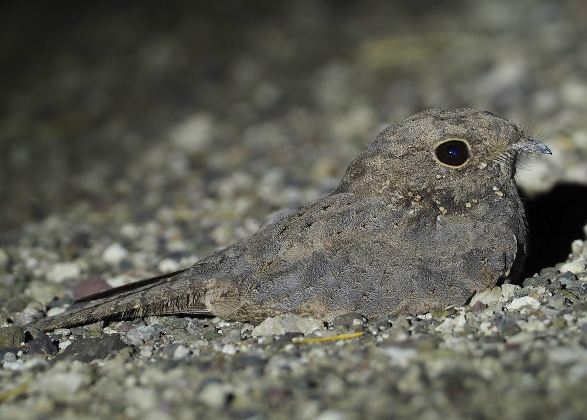 Star-spotted Nightjar - ML612772124