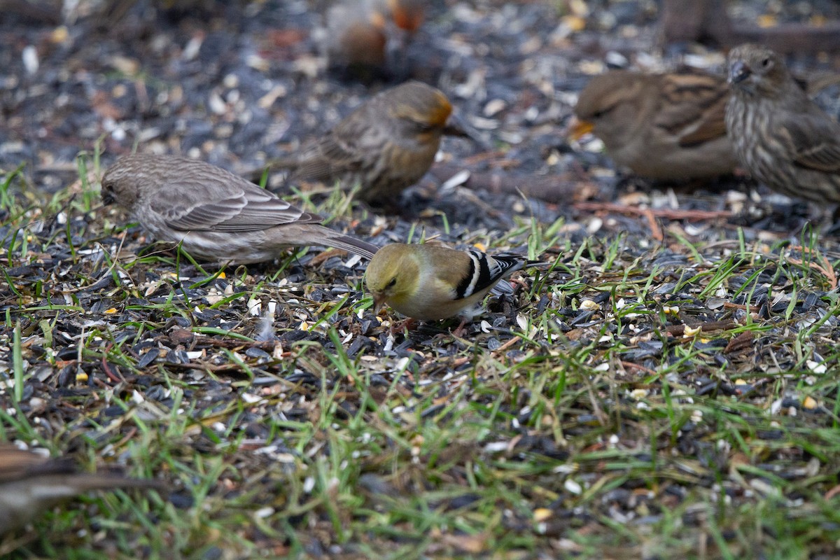 American Goldfinch - ML612772126