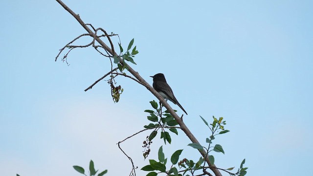 Black Phoebe - ML612772143