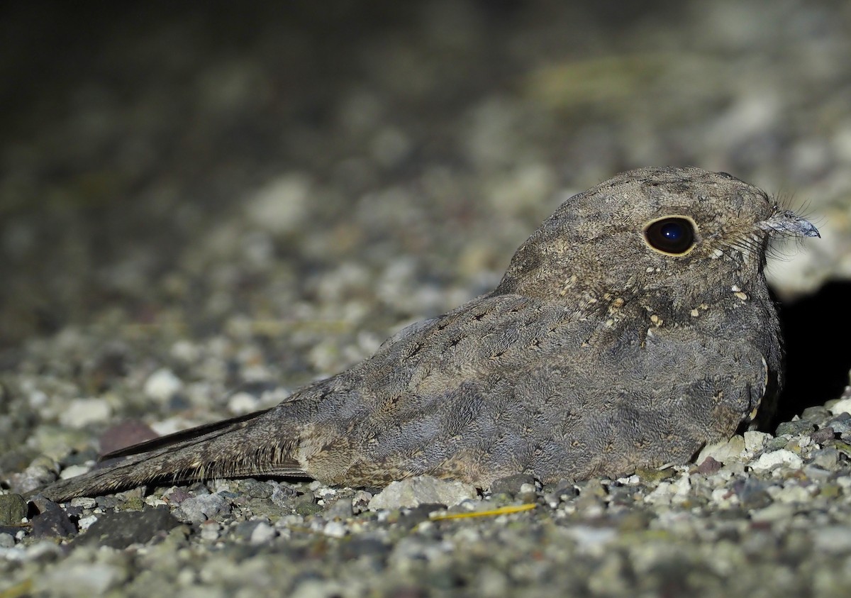 Star-spotted Nightjar - ML612772153