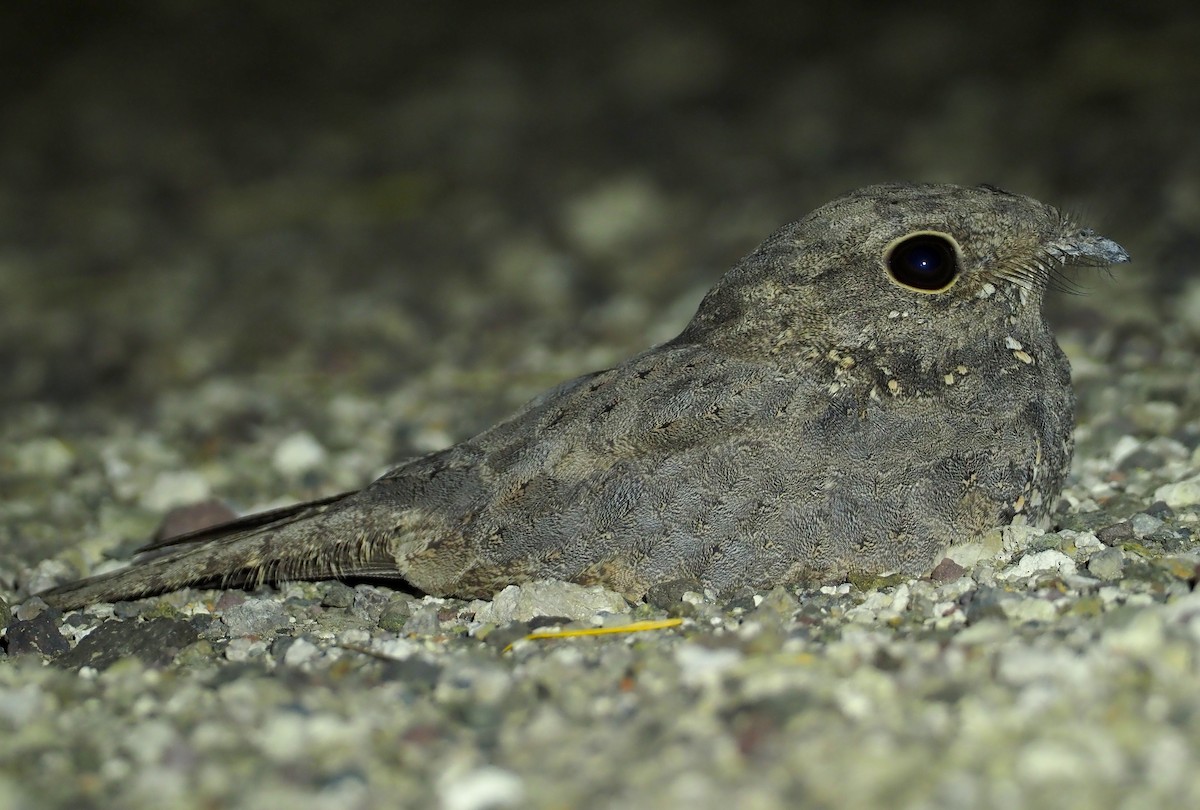 Star-spotted Nightjar - ML612772176