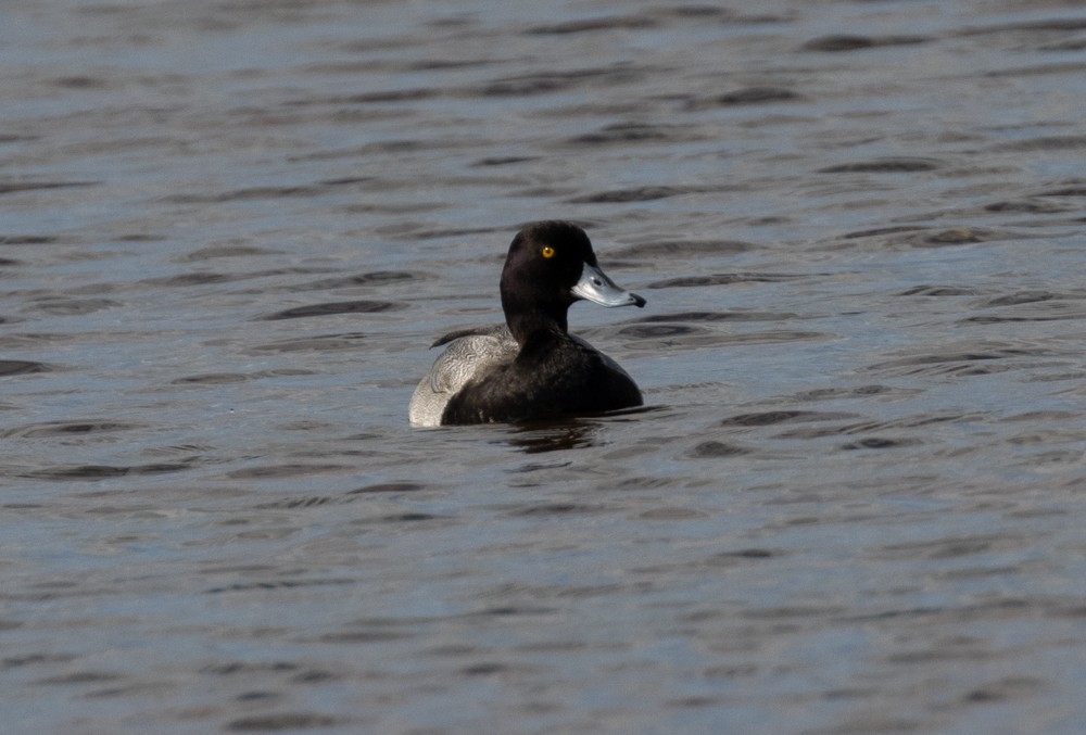 Lesser Scaup - ML612772209