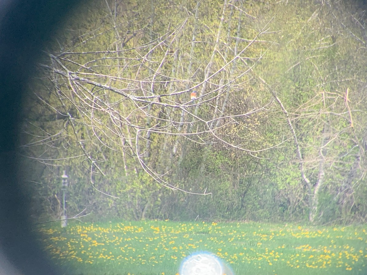 Eastern Bluebird - ML612772274