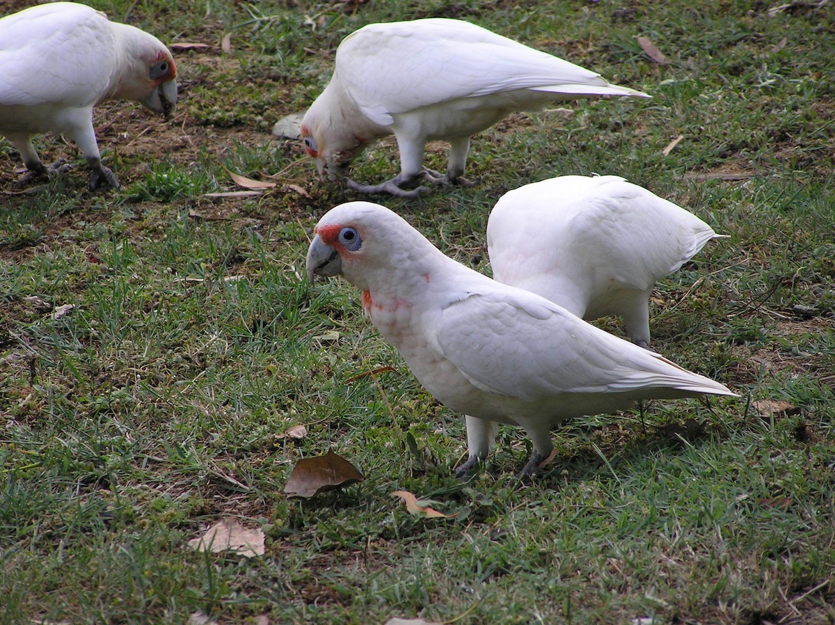 Cacatoès nasique - ML612772275