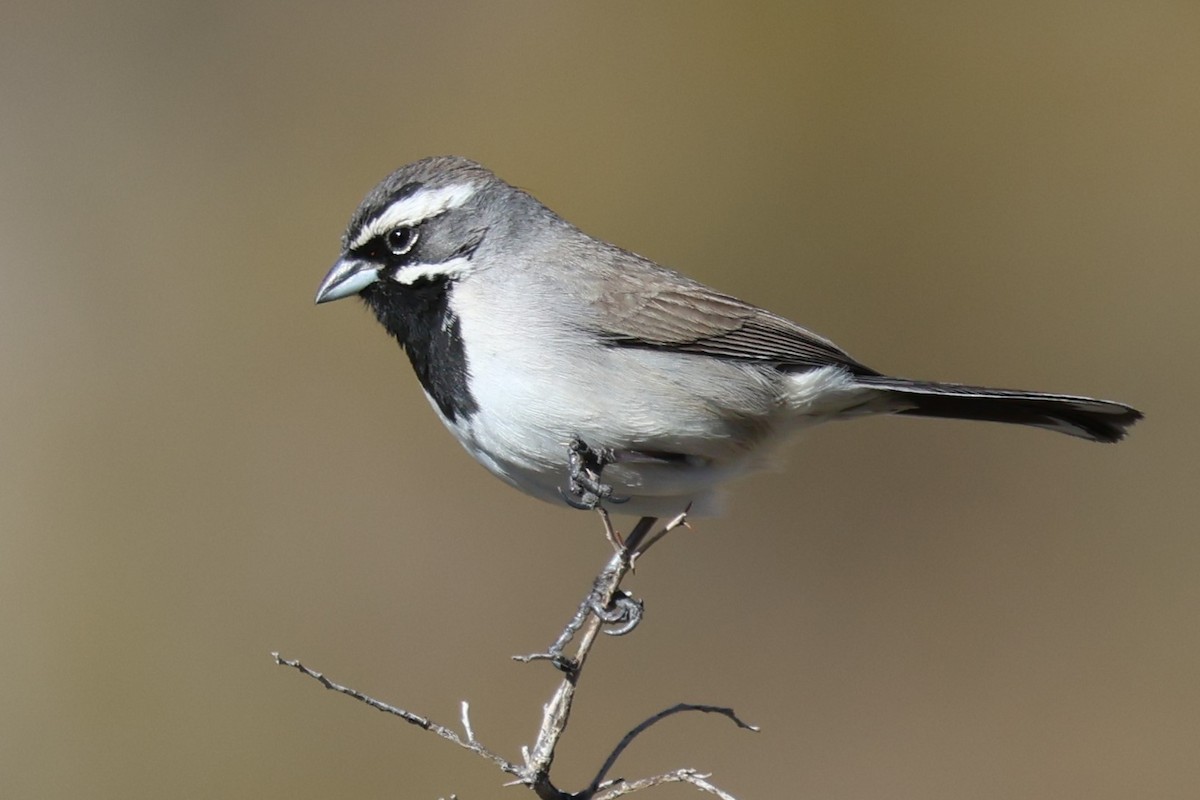 Black-throated Sparrow - ML612772374