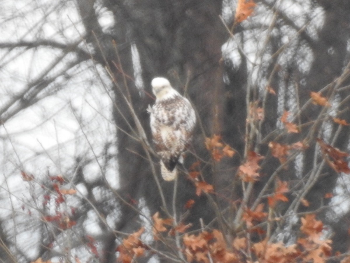 Red-tailed Hawk (Krider's) - ML612772378