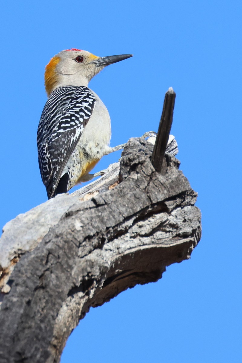 Golden-fronted Woodpecker (Northern) - ML612772446