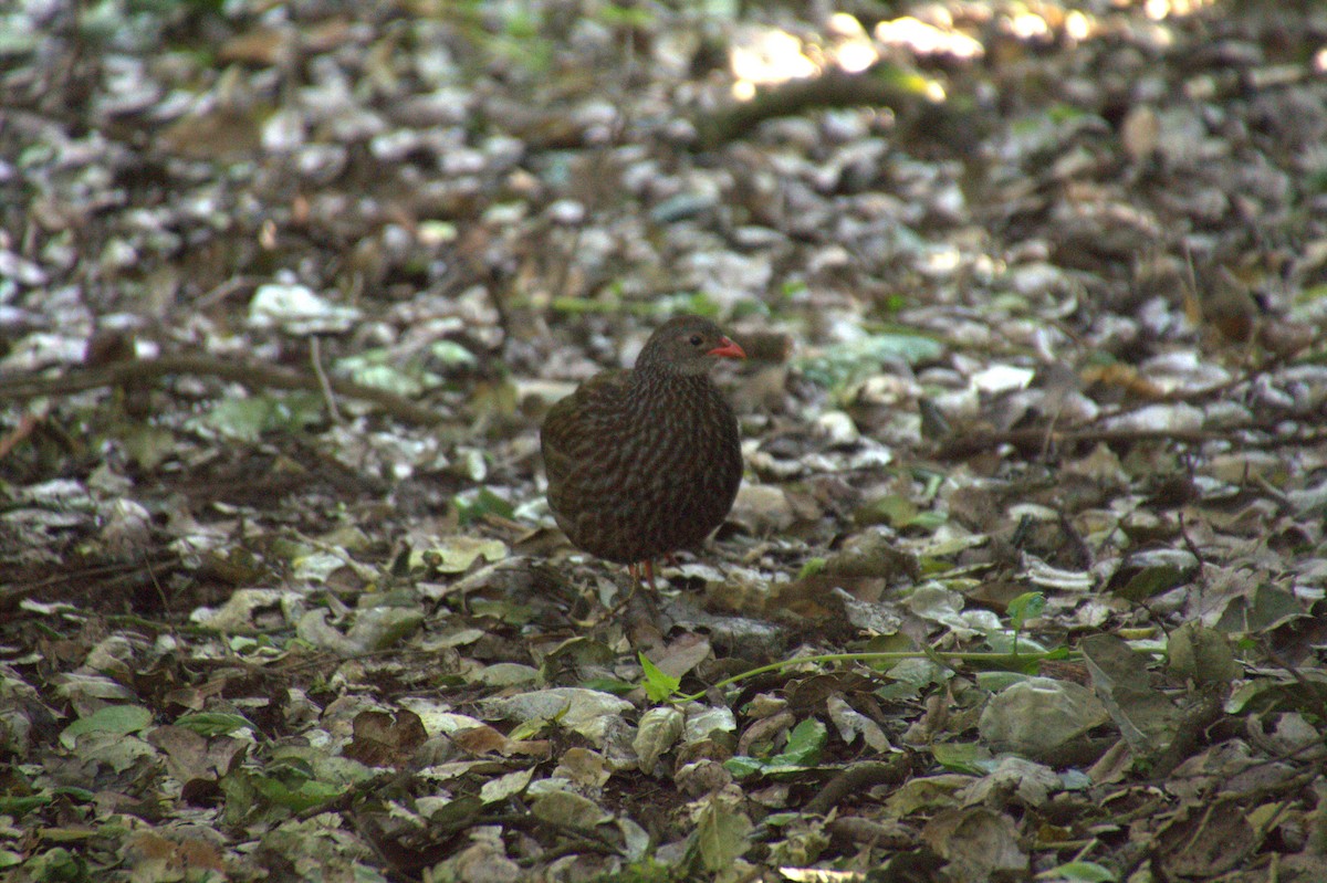 Scaly Spurfowl - ML612772456