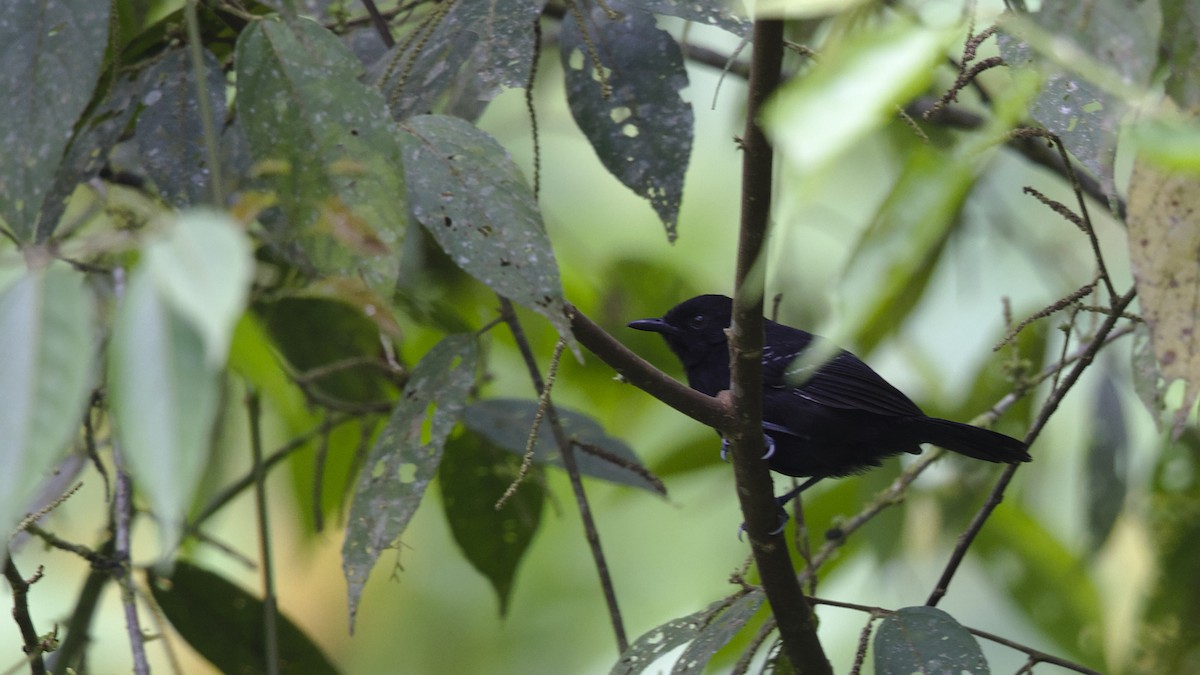 Black Antbird - ML612772488