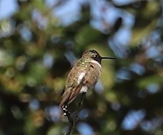 Black-chinned Hummingbird - ML612772547