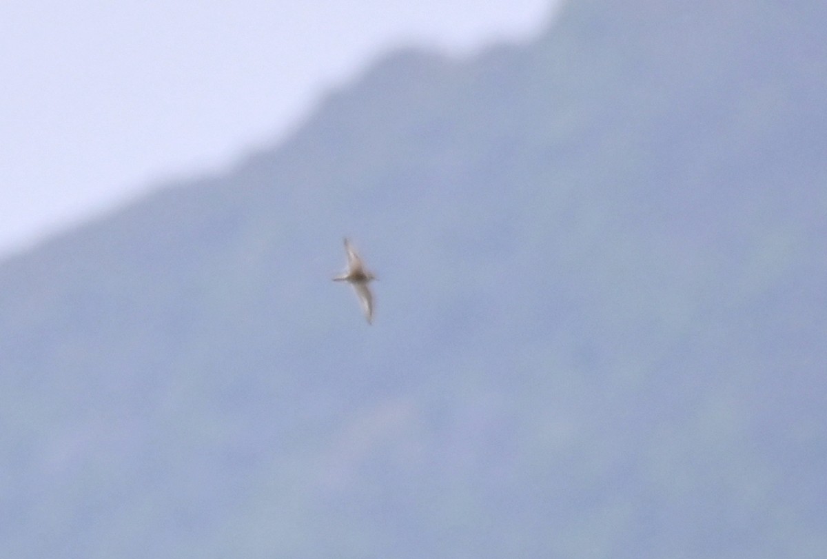 Double-banded Plover - ML612772586