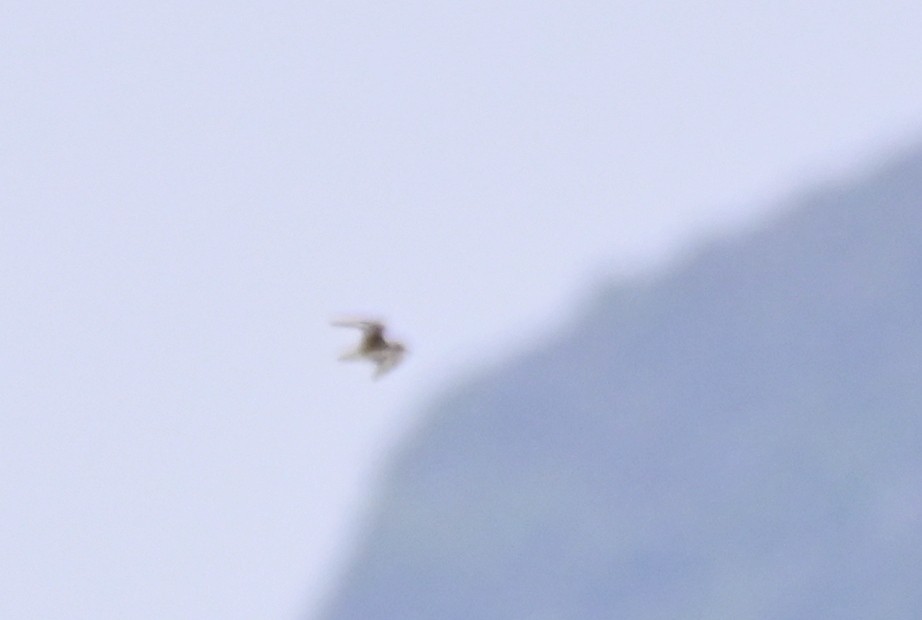 Double-banded Plover - ML612772589