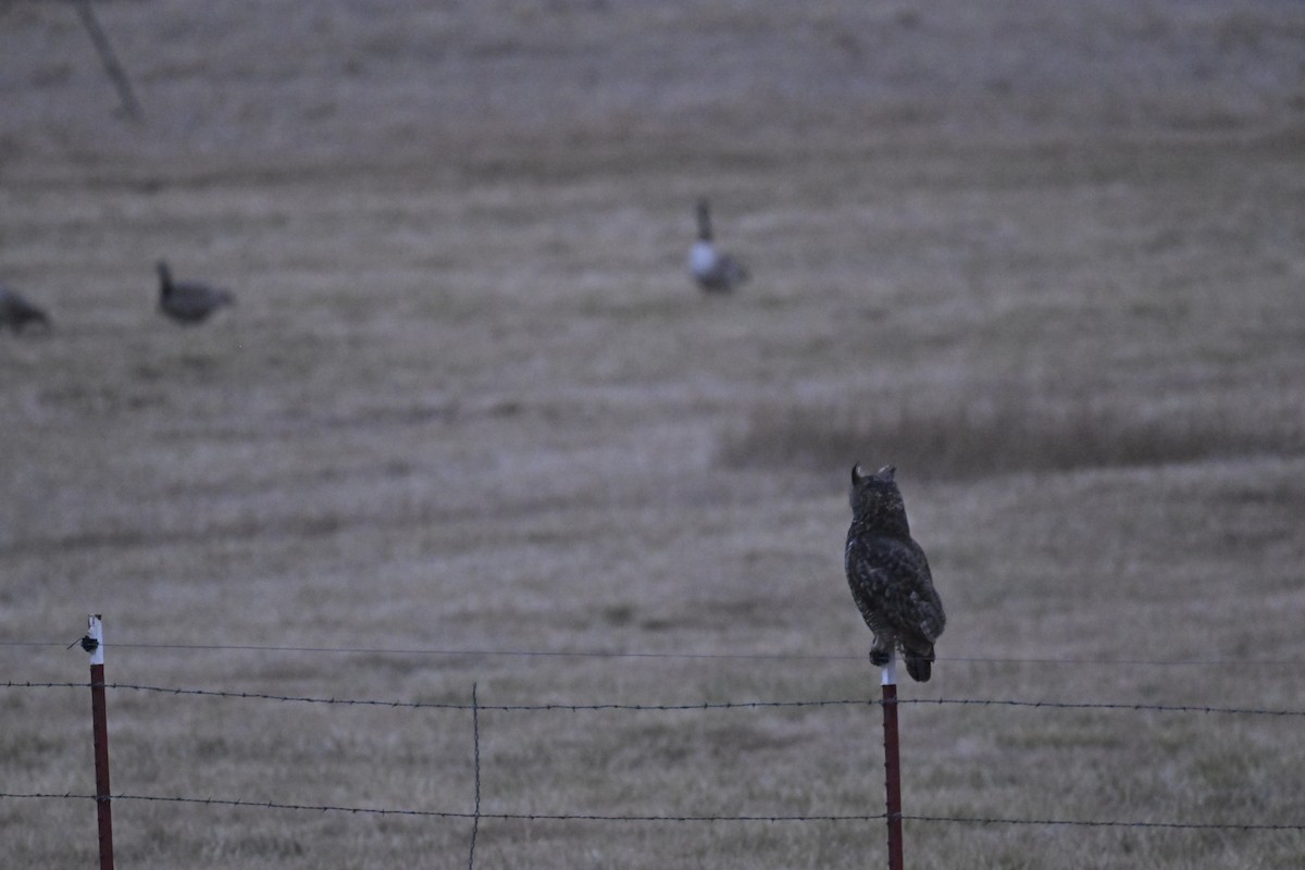 Great Horned Owl - ML612772651