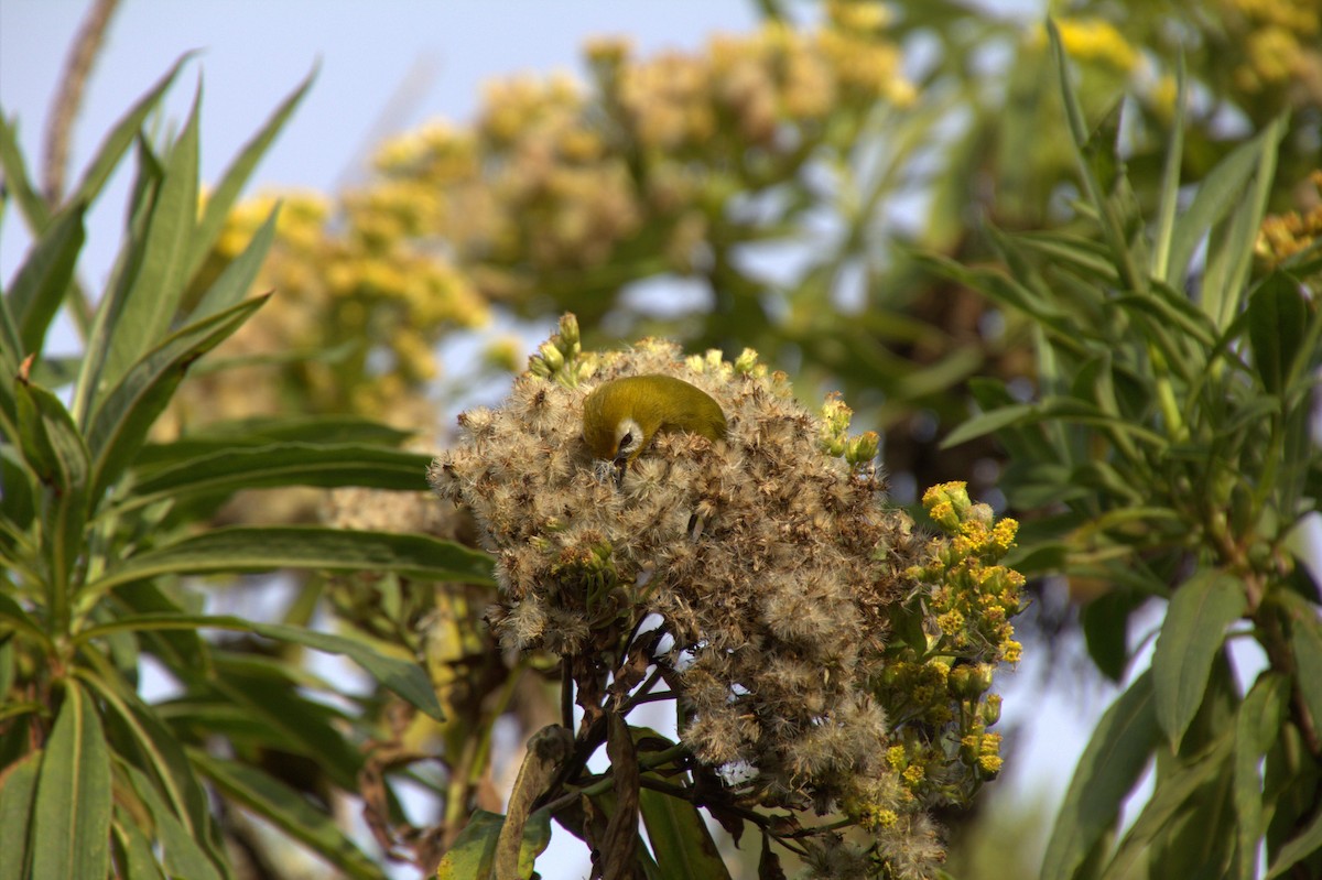 Kilimanjaro White-eye - ML612772667