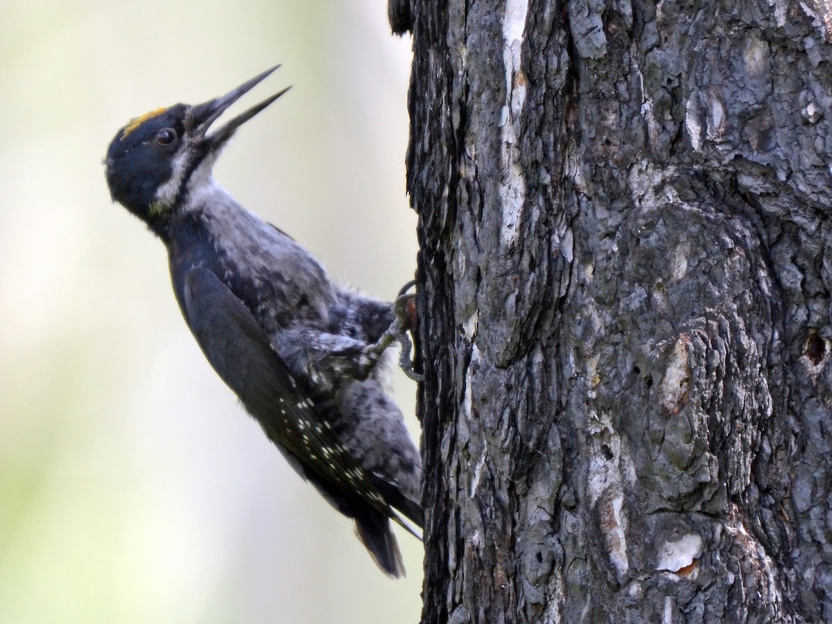 Black-backed Woodpecker - ML612772757