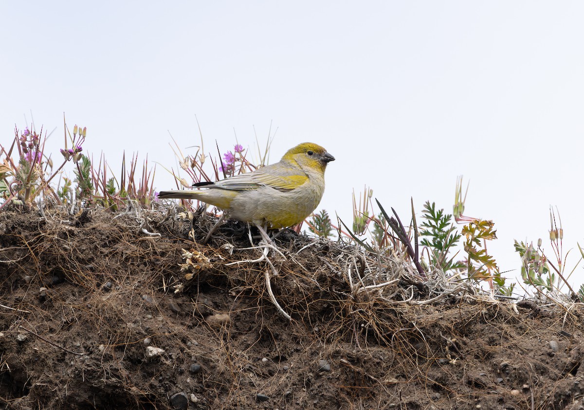 Patagonian Yellow-Finch - ML612772786