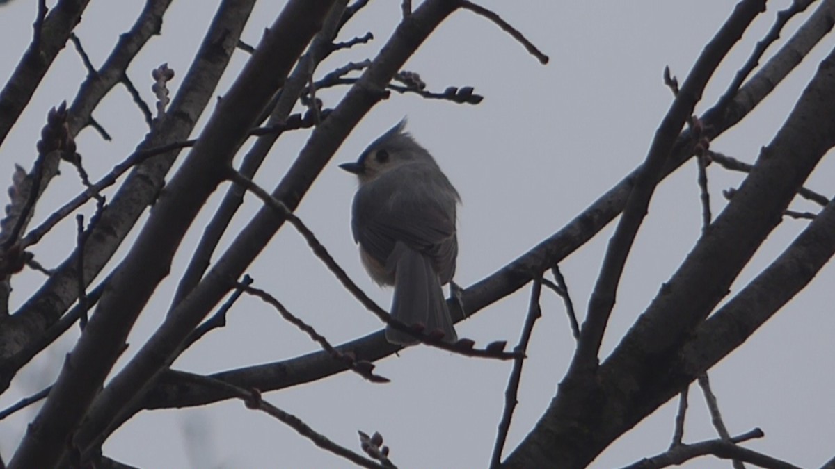 Tufted Titmouse - ML612772801