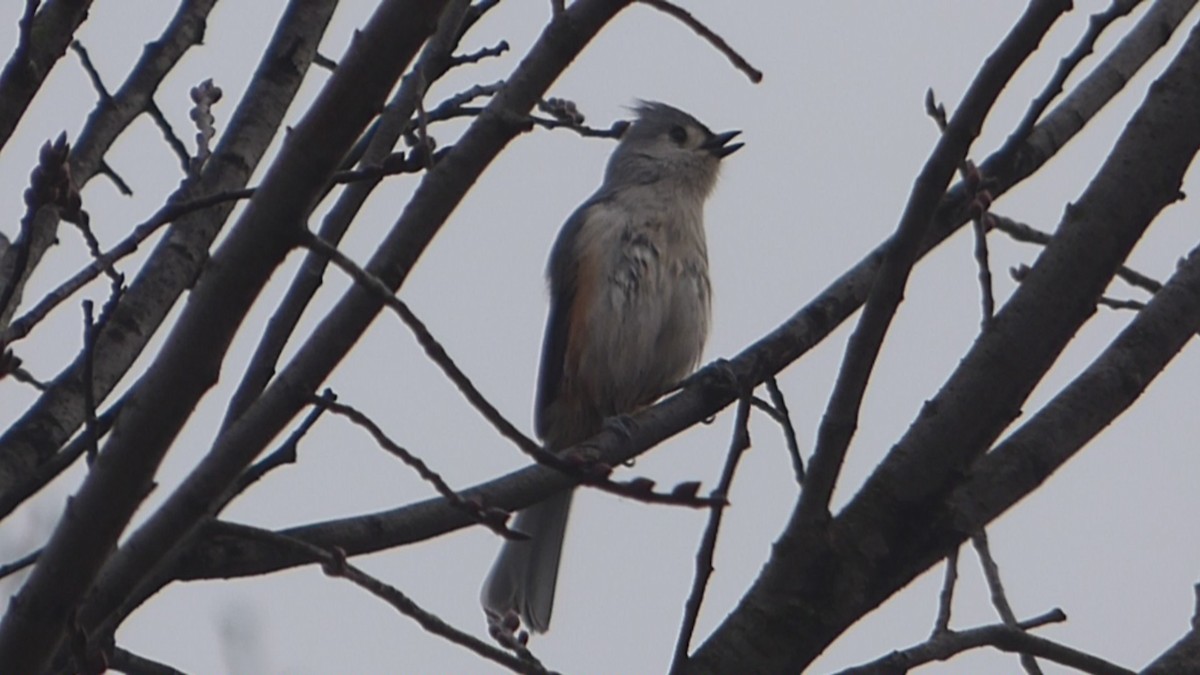 Tufted Titmouse - ML612772802