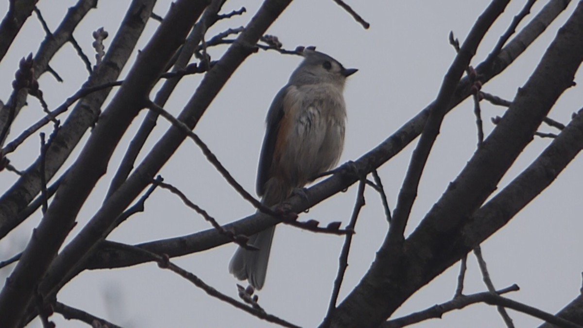 Tufted Titmouse - ML612772803