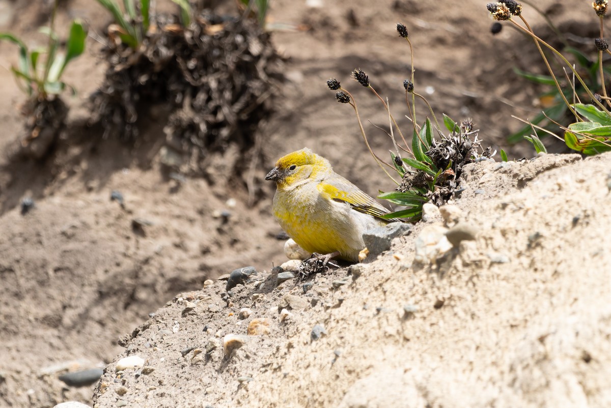 Patagonian Yellow-Finch - ML612772809